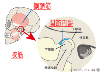 顎関節①