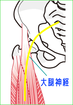 大腿神経