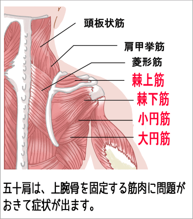 肩こりの筋肉