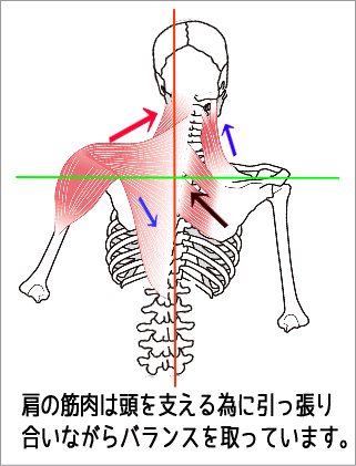 肩こりの筋肉