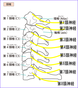 頚椎図