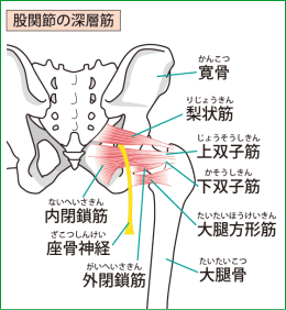 股関節筋