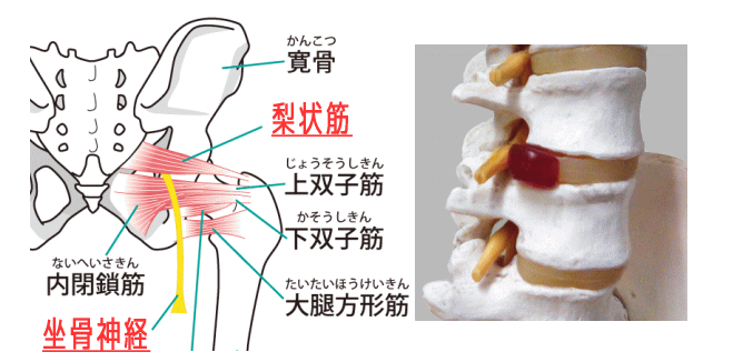 坐骨神経