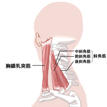 首の筋画像