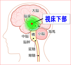 視床下部