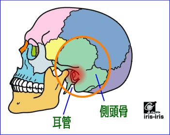 側頭骨