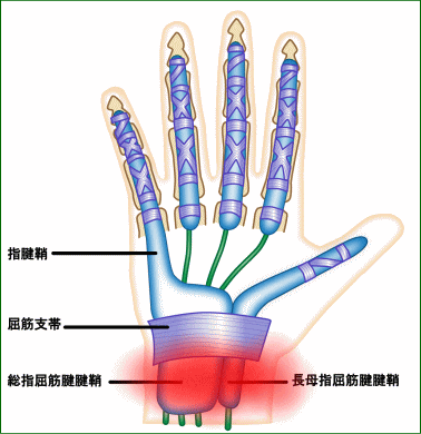 手根