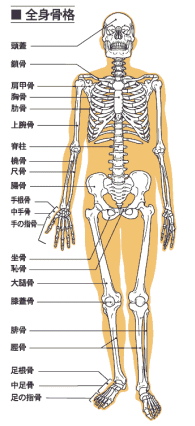 骨格図