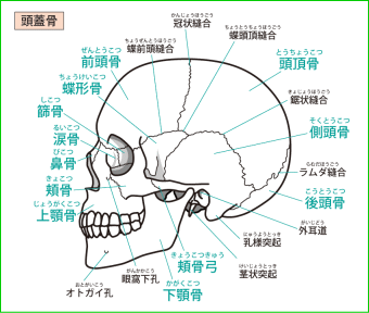 頭蓋骨①