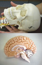 頭蓋脳画像
